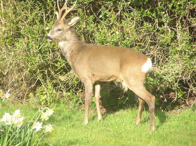 First deer visiting